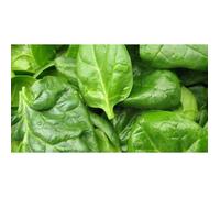 200 Graines d’Épinard Monstrueux de Viroflay - légumes potager méthode BIO