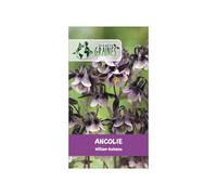 200 GRAINES D'ANCOLIE (Aquilegia vulgaris) 'William Guiness' - Fleur Bicolore Exceptionnelle : Violet Profond, Presque Noir et Blanc Pur - Vivace Rustique