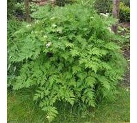 200 graines d'Artemisia Carvifolia Vert