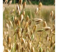 200 Graines d'Avoine de Printemps - Avena Sativa BIO - Duffy BIO - Céréale Certifié BIO - Alimentation Fourrage Engrais - Jardin - 308