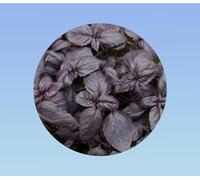 200 graines de basilic pourpre - ocimum basilicum purpurascens - aromatique décorative et parfumée pour cuisine