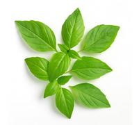 200 Graines de Basilic Thaï (Ocimum basilicum var.thyrsiflora) - SemiSauvage Permaculture - graines reproductibles