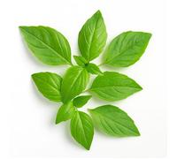 200 Graines de Basilic Thaï (Ocimum basilicum var.thyrsiflora) - SemiSauvage Permaculture - graines reproductibles