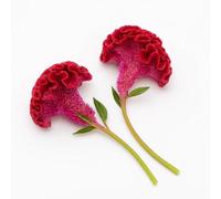 200 Graines de Célosie Crête de Coq (Celosia argentea cristata nana) - SemiSauvage Permaculture - graines reproductibles