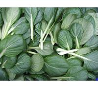 200 Graines de Chou Chinois Tatsoi - légumes ancien - semences paysannes- SemiSauvage