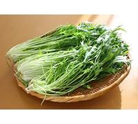 200 Graines de Chou Mizuna - salade légumes - semences paysannes reproductibles