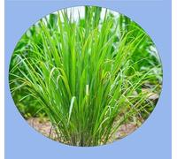 200 graines de citronnelle - lemongrass - Cymbopogon citratus - 34