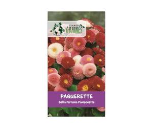 200 graines de fleurs bellis perrennis - pâquerette - pomponette - Planète graines -