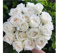 200 Graines De Fleurs, Rose Blanche, Facile à Cultiver, Convient Pour Décorer Les Cours, Les Jardins