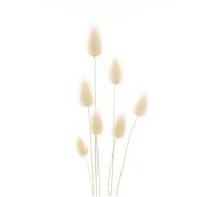 200 Graines de Lagure Ovale Queue de Lièvre (Lagurus ovatus) - SemiSauvage Permaculture - graines reproductibles