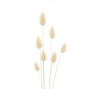200 Graines de Lagure Ovale Queue de Lièvre (Lagurus ovatus) - SemiSauvage Permaculture - graines reproductibles