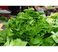 200 Graines de Laitue de Printemps - jardin potager légumes- semences paysannes reproductibles - SemiSauvage