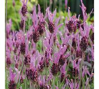 200 graines de lavande Stoechas (thym Cantueso ou Boriquero)