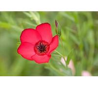 200 Graines de LIN ROUGE ECARLATE - Scarlet Flax - Linum grandiflorum - Fleur Rouge Jardin - 334