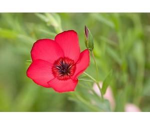 200 Graines de LIN ROUGE ECARLATE - Scarlet Flax - Linum grandiflorum - Fleur Rouge Jardin - 334