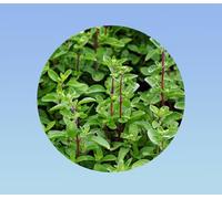 200 Graines de Marjolaine Aromatique et Savoureuse - Thym des jardin