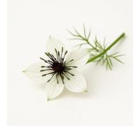 200 Graines de Nigelle d'Espagne (Nigella hispanica papillosa) - SemiSauvage Permaculture - graines reproductibles