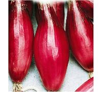 200 Graines de Oignon Rouge Long de Tropea - Allium Cepa - Légume Allongé Violacé - Aromate Jardin - 320