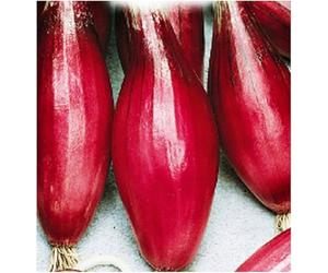 200 Graines de Oignon Rouge Long de Tropea - Allium Cepa - Légume Allongé Violacé - Aromate Jardin - 320