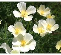 200 Graines de Pavot de Californie Blanc - Eschscholzia californica ‘White’ - Fleur Blanche Jardin - 352