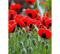 200 Graines de Pavot Ladybird - fleurs jardins plantes - semences paysannes reproductibles - SemiSauvage