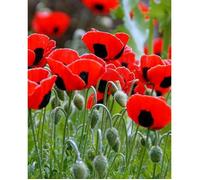 200 Graines de Pavot Ladybird - fleurs jardins plantes - méthode BIO