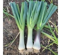 200 Graines de Poireau - SemiSauvage Permaculture
