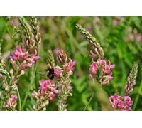 200 Graines de Sainfoin en Cosse BIO - Esparcette - Onobrychis viciifolia - Nourri le bétail - Fleur Jardin - 283