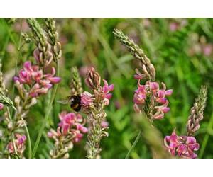 200 Graines de Sainfoin en Cosse BIO - Esparcette - Onobrychis viciifolia - Nourri le bétail - Fleur Jardin - 283