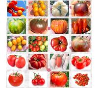 200 graines de tomates en 20 variétés bonnes et nourrissantes + guide : PRINCE Bourgeois rouge et jaune, white beauty, noir CRIMEA, RAINBOW, GREEN ZEBRA, INDIGO ROSE, GALAPAGOS, géant, DATTERINO