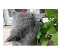 200 Graines d'Herbe à Chat Cataire - Nepeta Cataria - méthode BIO