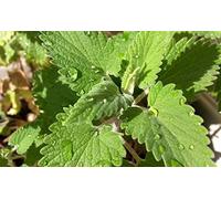 200 Graines d'Herbe à Chat Cataire - Nepeta Cataria - semences paysannes reproductibles - SemiSauvage