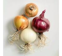 200 Graines d'Oignons Mélange Coloré