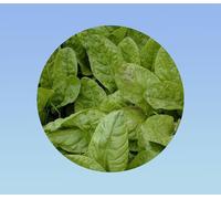 200 Graines d'Oseille Large de Belleville (Grande Oseille) - Plante Vivace, Rustique et Très Productive - Goût Acidulé