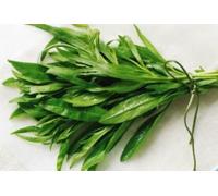 200+ graines fraîches estragon