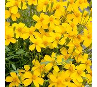 200 graines mexicaine menthe Marigold estragon Herb Tagetes Lucida Herb