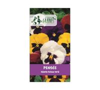 200 graines pensée géante Suisse variée - Viola x wittrockiana - plante ornementale - mixtes