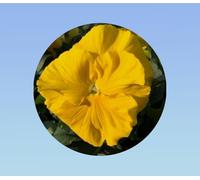 200 graines pensée jaune sans macule - Viola x wittrockiana - plante ornementale - white - pensée rare sans macule