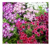 200 Graines - PHLOX twinkles - Fleurs Etoilées - Drummond de phlox Twinkle étoiles - Fleur Jardin - 275