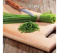 200 graines Semences ciboulette - Allium schoenoprasum - Herbes aromatiques - 96