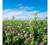 200 Graines Semences de trèfle ROUGE - trèfle des prés - trifolium pratense - 68