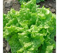 200 Graines Semences Laitue Simpson - Graines Noires - Salade - 94