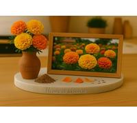 200 Graines - Tagetes erecta ‘African Marigold Crackerjack Mix’ - Œillet d’Inde géant - ORANGE et JAUNE - Fleur Jardin - 436