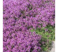 200 Graines THYM SERPOLET VIOLET 0,04 gramme soit environ 200 graines - aromatique violet - Thymus serpyllum - THYM RAMPANT
