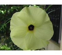 200: Grown Abelmoschus Manihot 25-200 freschi sementi biologiche !!