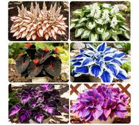 200 Hosta Multicolore, Balcon et Jardin, Mélange de Teintes Variées pour un Rendu Frais et Vivant