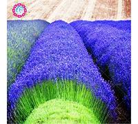 200 PCS graines de lavande français de provence graines de lavande bio très parfumée plante fleur de parfum Graines de fleurs Accueil bonsaï Jardin 2