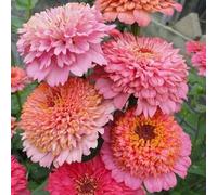 200 Pièces Graines de Dahlia, Graine de Fleurs de Dahlias, Graines Fleurs à Semer, Naturelles Semences de Dahlias pour Le Jardin et Balcon, Germination Élevée, Facile à Planter, Rosa