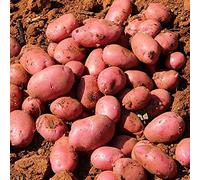 200 Pièces Graines de Pommes de Terre, Graines de Pommes de Terre à Peau Rouge, Semences de Légumes à Semer pour Potager et Jardin, Croissance Rapide, Rendement Élevé