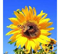 200 Pièces Graines de Tournesol Géant, Graine de Tournesol à Planter, Graines Fleurs à Semer, Semences de Fleurs pour Le Jardin, Potager et Balcon, Faciles à Planter, Croissance Rapide